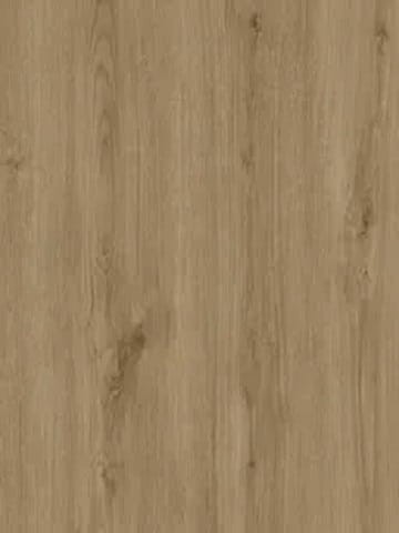 Dąb Carpenter Jasny.jpg